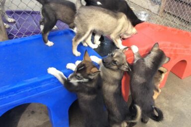 Dogmyth