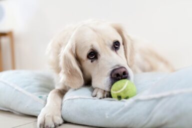 Dog 2618021 1920