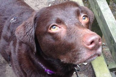 Hannah Dog