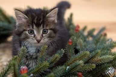 Kitten 2965641 960 720