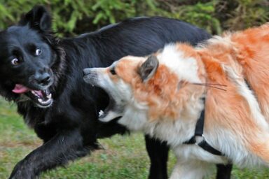 Play Dog Mammal Dogs Vertebrate Dog Breed 1282435 Pxhere Com 2