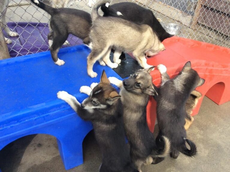 Dogmyth