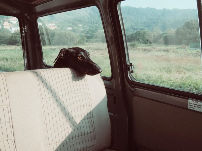 Dog 922984 1920