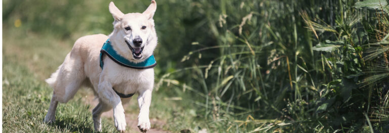 Grass Lawn Play Run Puppy Dog 1234162 Pxhere
