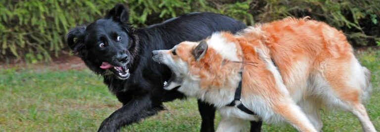 Play Dog Mammal Dogs Vertebrate Dog Breed 1282435 Pxhere Com 2