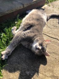 Milo