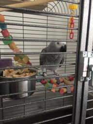 Parrot