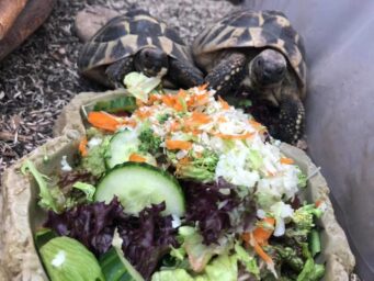 Tort2