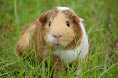 Guinea Pig 242520 1920