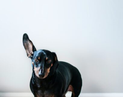 Dog Paw Jbrbzg5N7Go