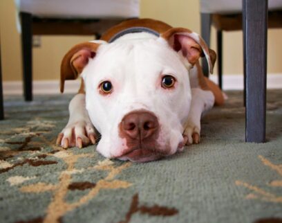 Dog Anxiety Gxyfjqg7Lno