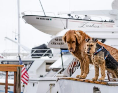 Dog Safety Otmahvix4Am